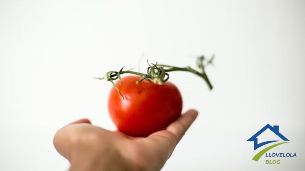 Lovelolablog How to Increase and Grow Your Food Blog Organically